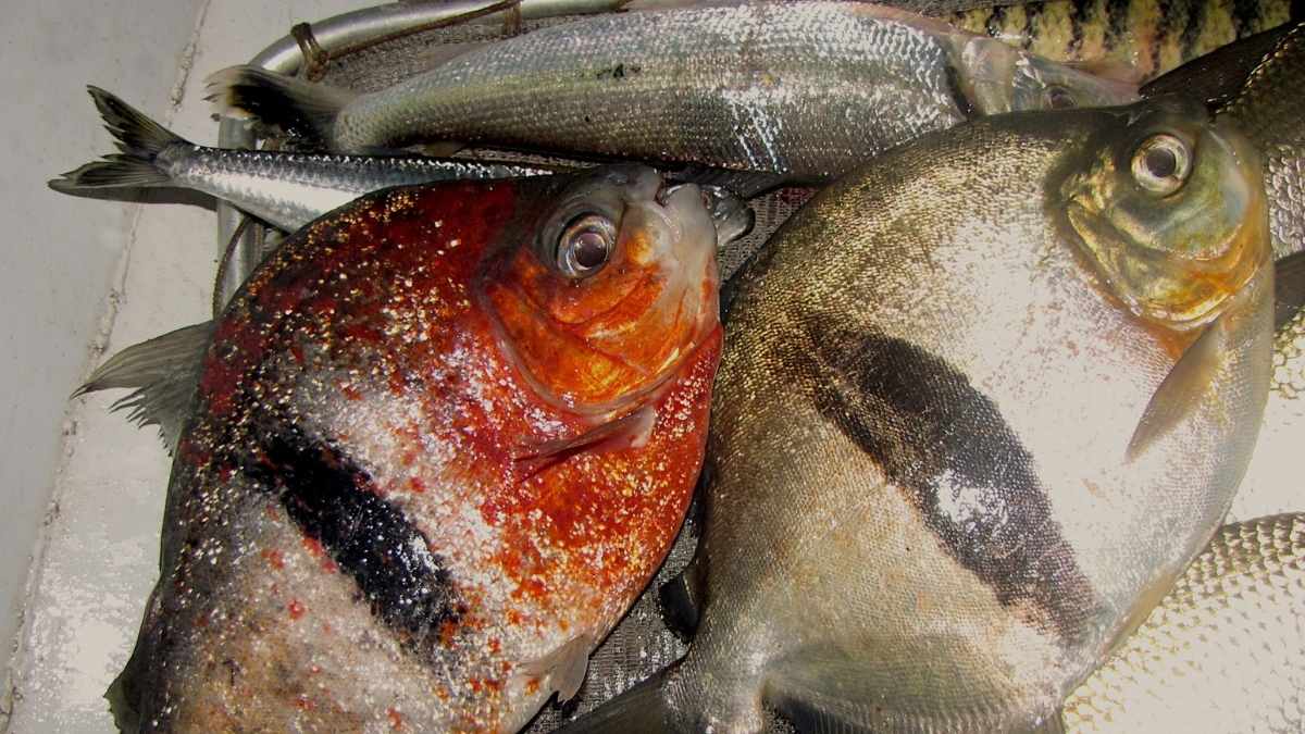 The genetic surprise of the year: what we believed for decades to be “one thing” has just officially been divided into three