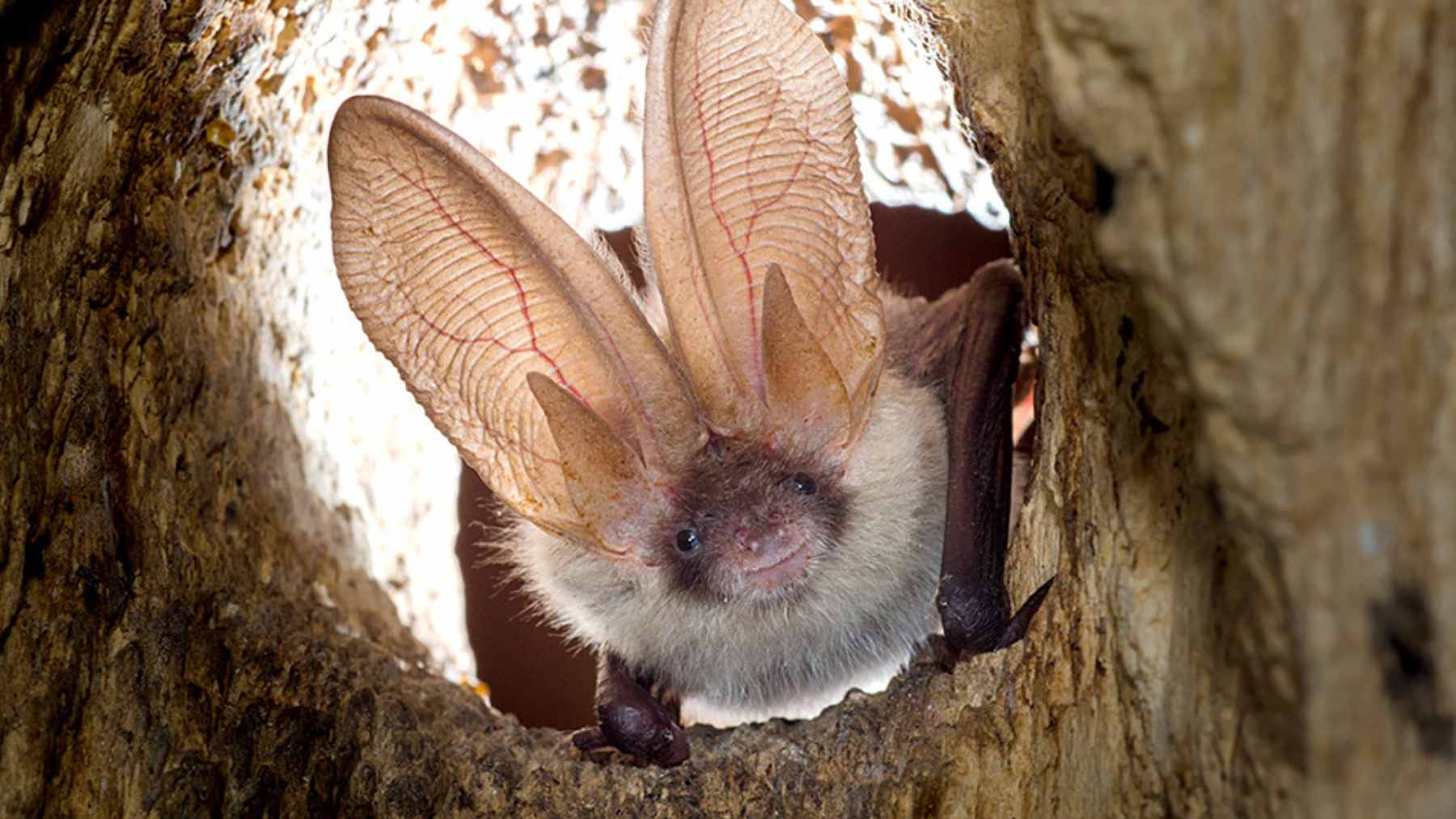 A global heat map from the University of Oklahoma study showing high-risk bat clades overlapping with human anthropogenic footprints.