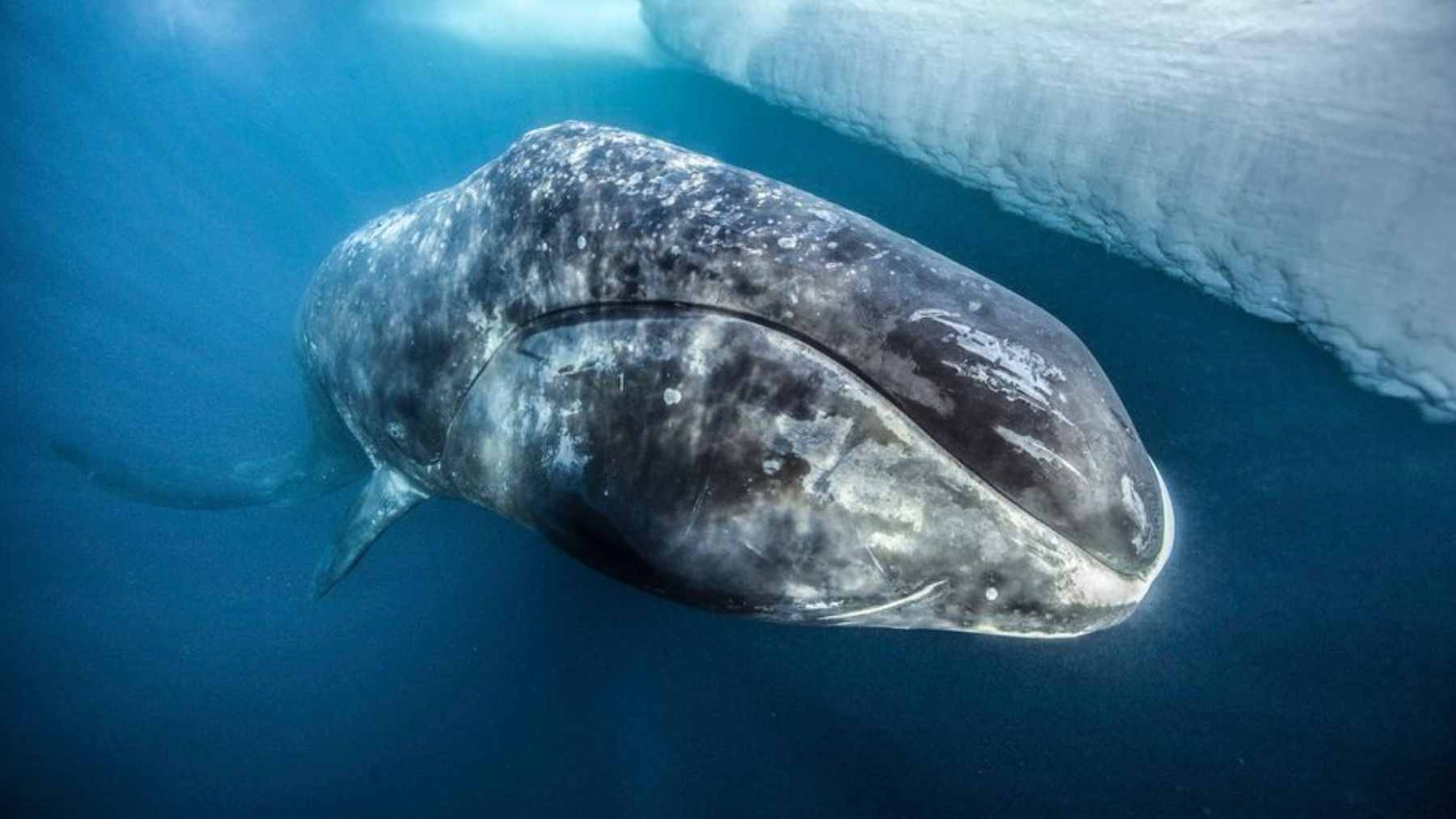 A bowhead whale swimming in Arctic waters, representing the study on its 200-year lifespan and CIRBP protein DNA repair.