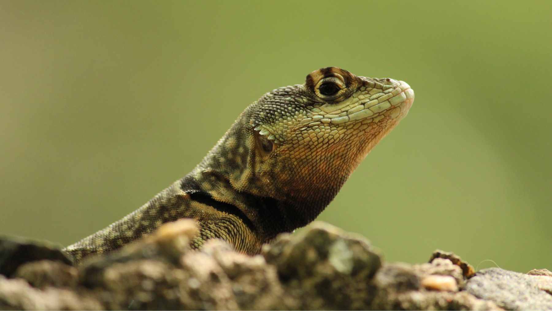 An aerial view of the Canford Cliffs area in Poole Bay, showing the steep, sandy coastal slopes where illegal excavation took place.