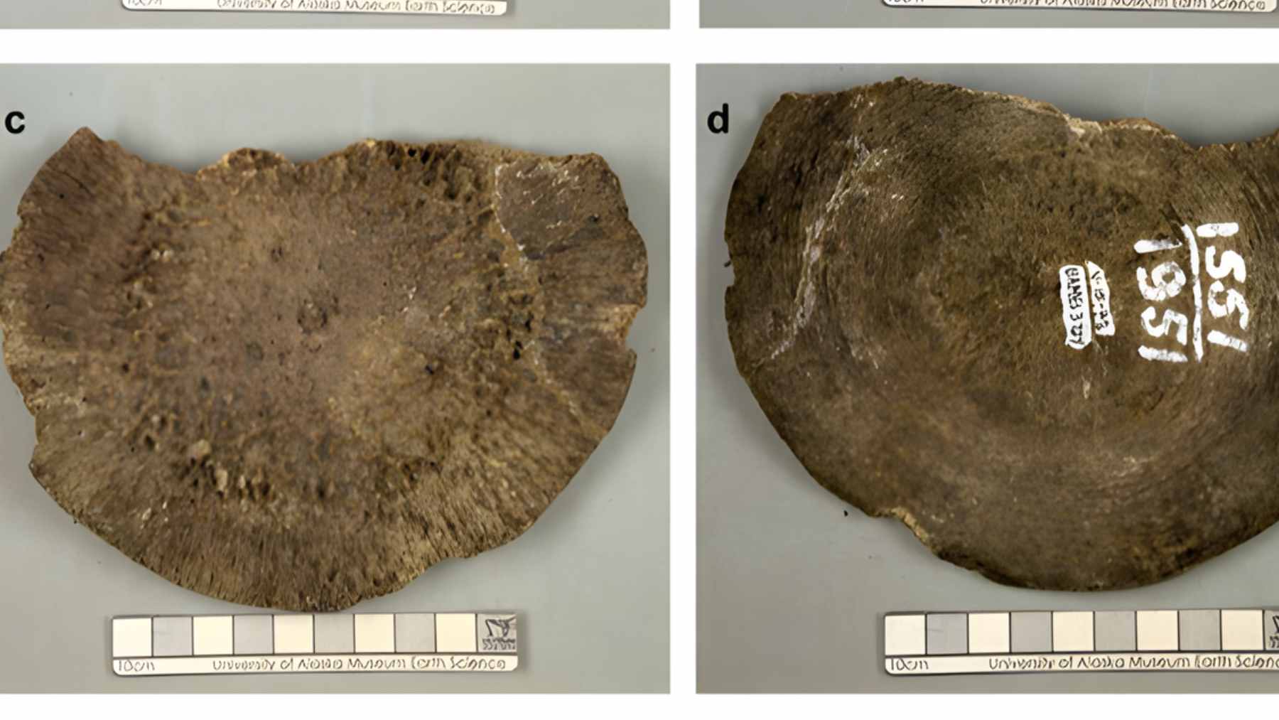Two circular fossil vertebrae from a museum collection, originally labeled as woolly mammoth bones but recently identified as whale fossils.