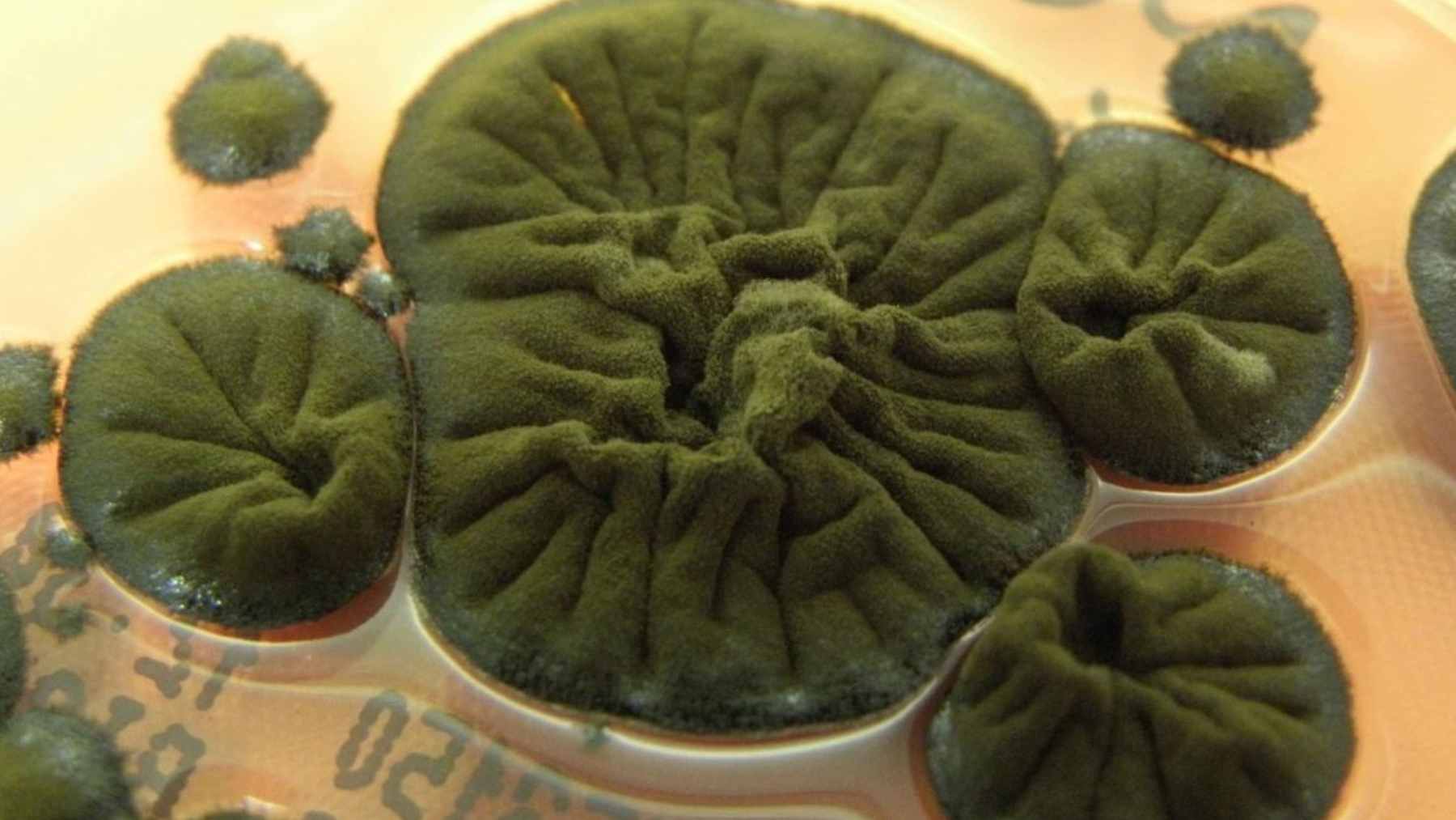 A microscopic view of Cladosporium sphaerospermum, the melanin-rich black fungus found thriving inside the Chernobyl reactor 4 sarcophagus.