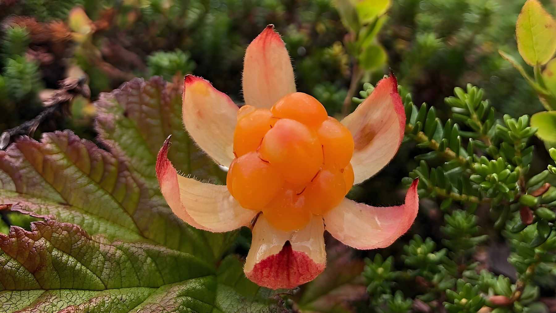 A close-up of a ripe orange cloudberry in a Norwegian bog, illustrating the species used for the Earth BioGenome Project.