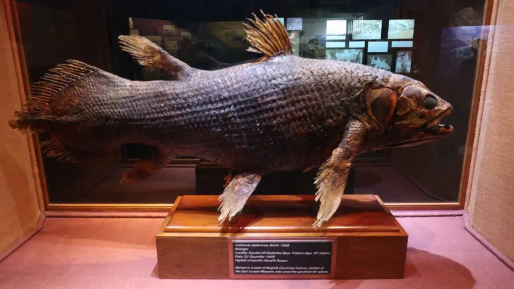 A preserved specimen of a Coelacanth (Latimeria chalumnae), showing its unique blue-speckled body and distinctive lobe-like fins.