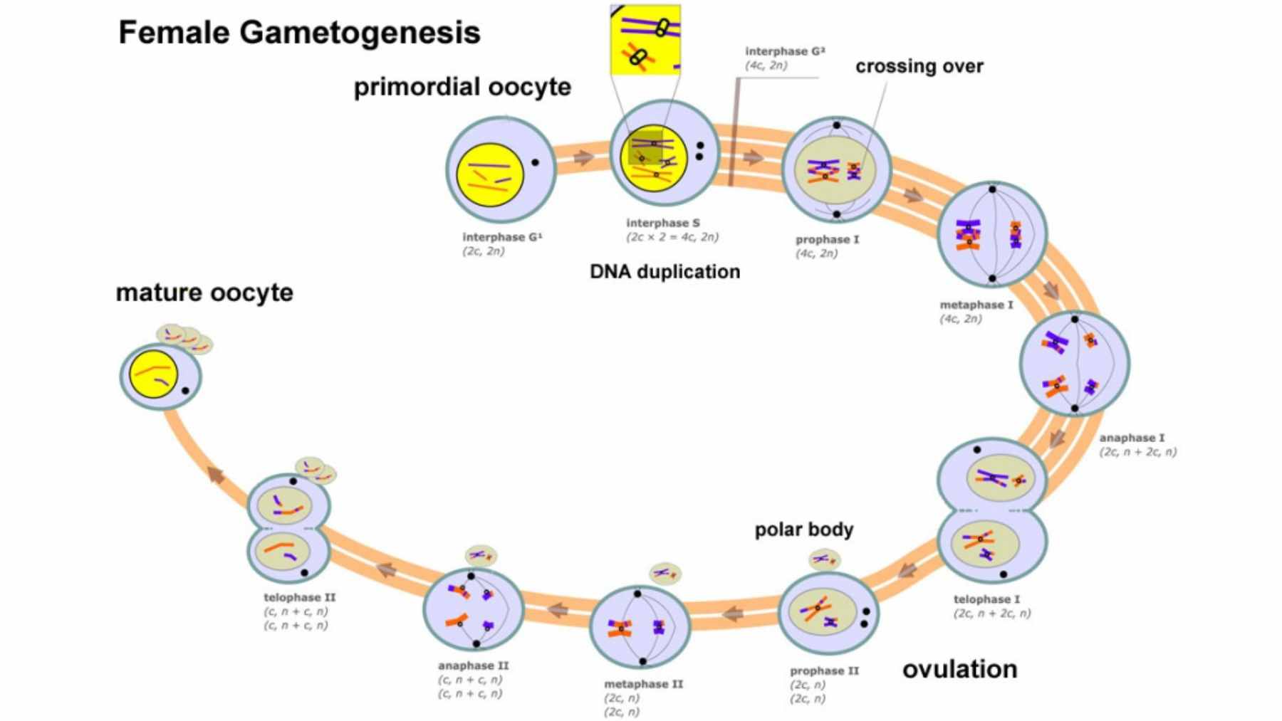 A detailed diagram of female gametogenesis showing the stages of meiosis from a primordial oocyte to a mature oocyte, including DNA duplication and chromosomal crossing over.