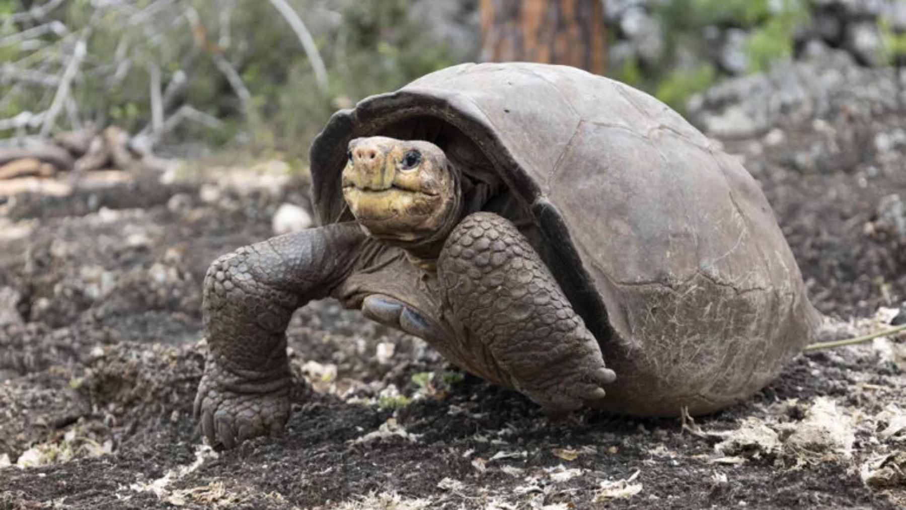 A close-up of Fernanda, the rediscovered Fernandina giant tortoise, walking across dark volcanic rock in the Galápagos Islands.