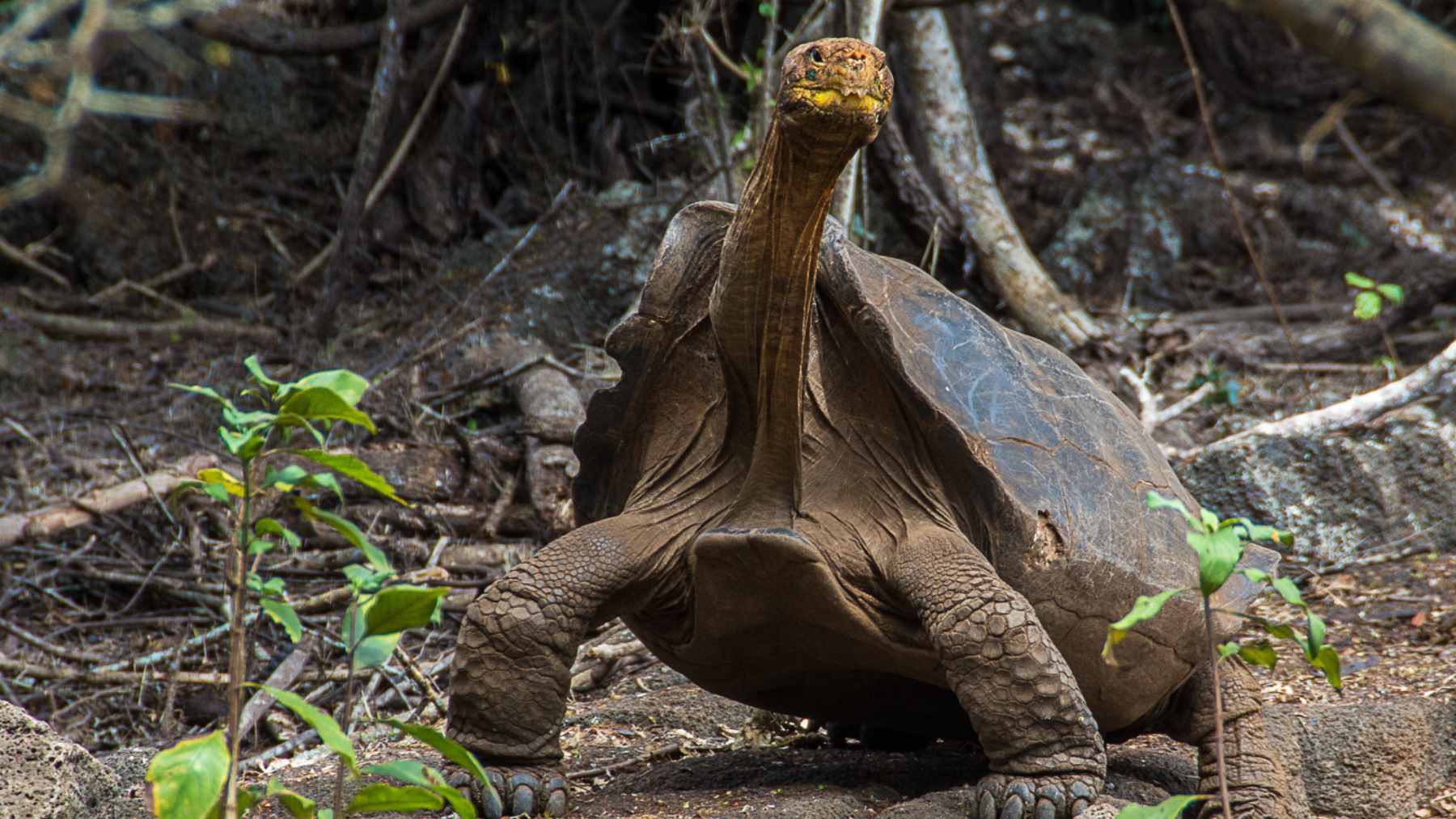 Fernanda, a rare Fernandina giant tortoise, resting at a conservation center after being rediscovered on a volcanic island.