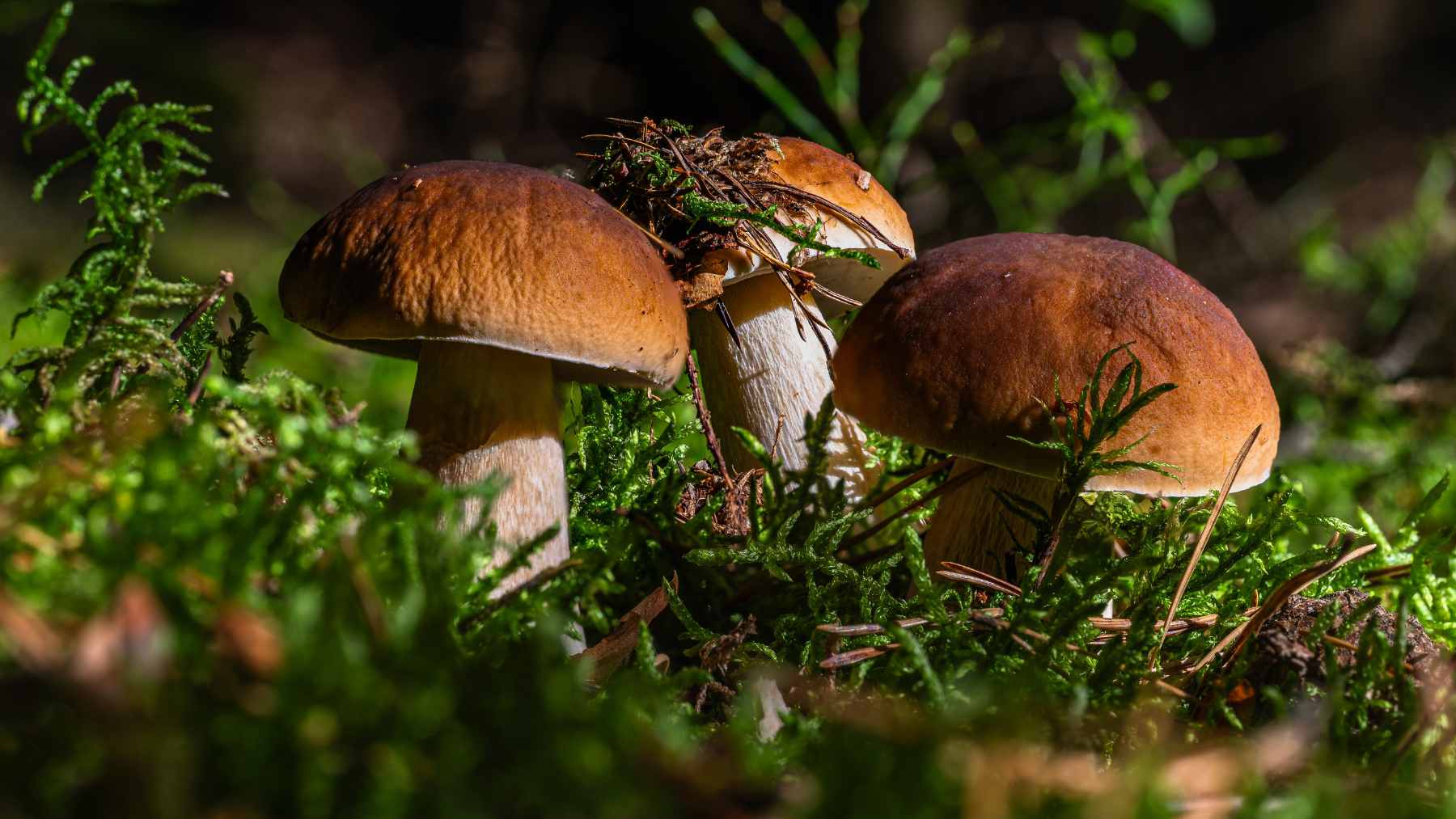 A microscopic view of the gene-edited Fusarium venenatum (FCPD) strain showing thinner cell walls and a comparison of mycoprotein textured as chicken-like strips.