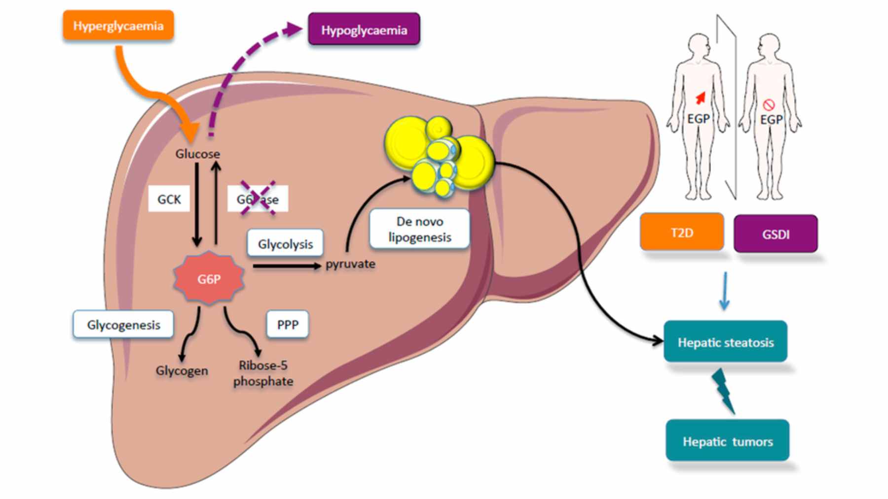 A microscopic 3D visualization of a cell undergoing autophagy, where an autophagosome captures damaged proteins for recycling.