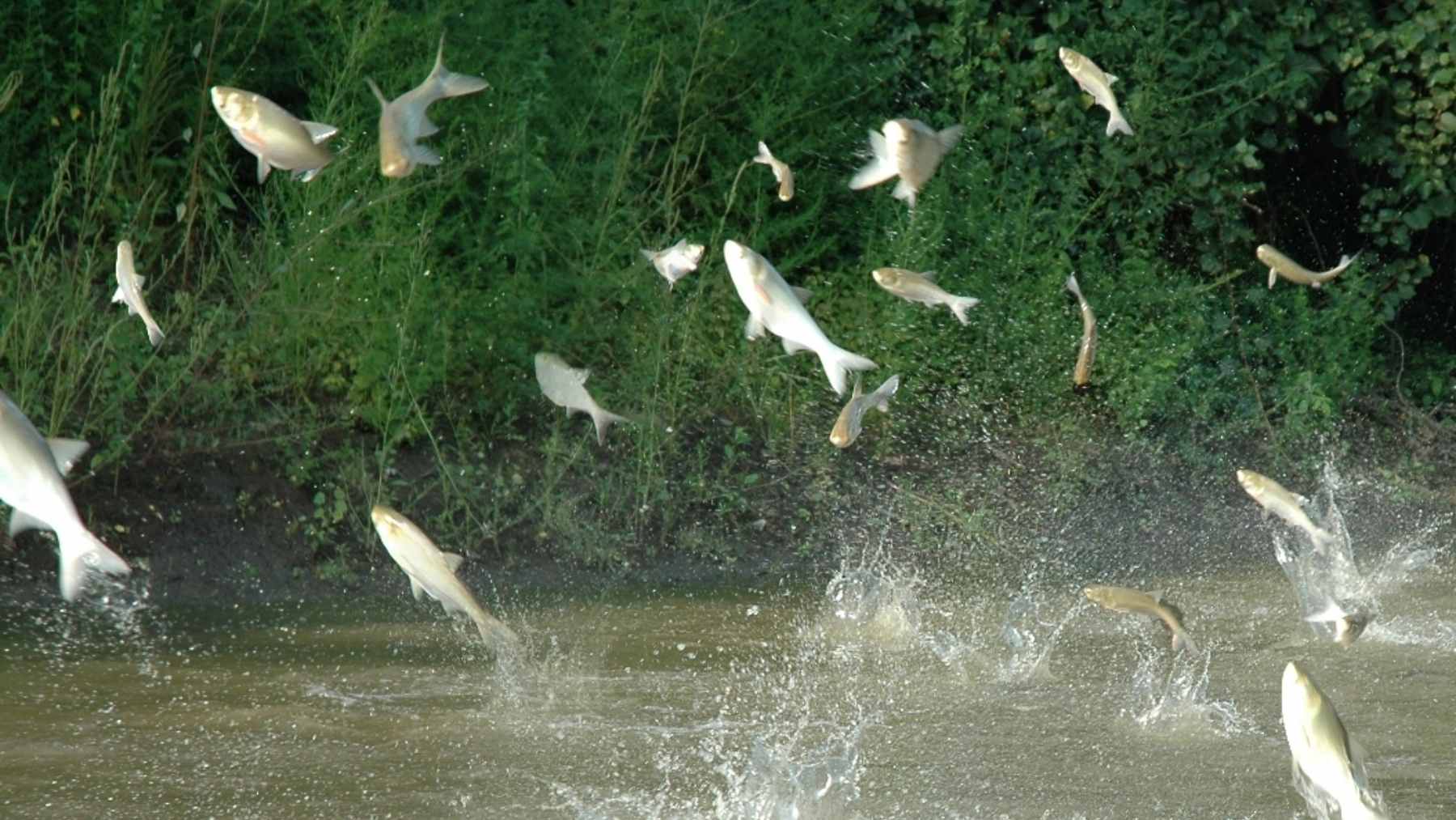 A biological survey team on a boat pulling a large net full of invasive silver and bighead carp from the Kansas River.