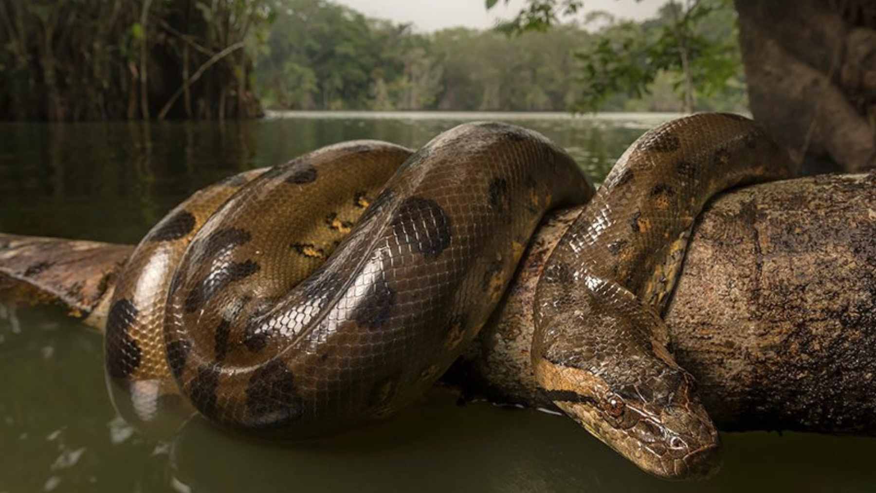 Fossilized vertebrae of a prehistoric anaconda found in Venezuela compared to a modern green anaconda bone.