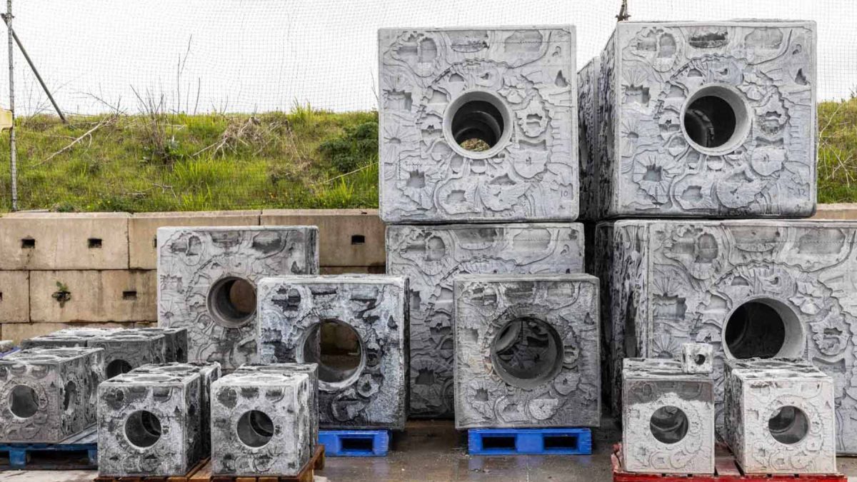 A close-up underwater view of marine life, including mussels and anemones, colonizing an artificial structure in the North Sea.