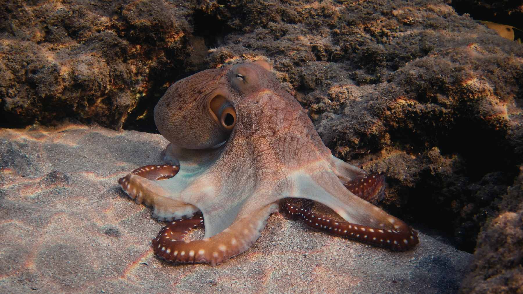 A high-resolution cross-section diagram of a perovskite solar cell showing the added taurine antioxidant layer between the tin dioxide and the perovskite crystal.
