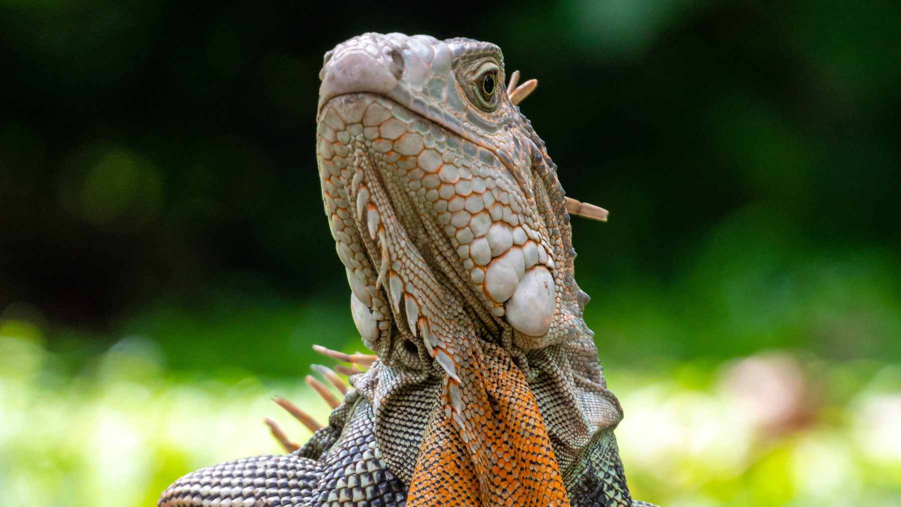 View of the damaged Poole Bay Cliffs in Canford Cliffs, showing the site of unauthorized excavation for a luxury garden room.