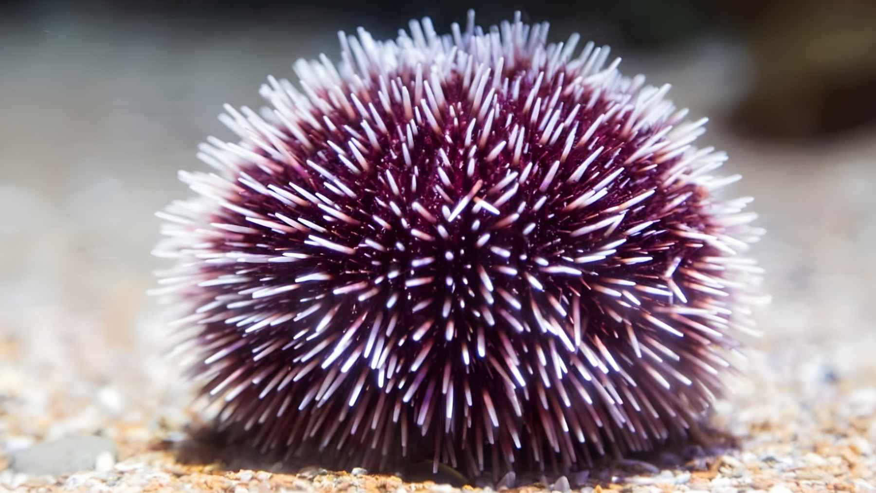 A close-up of a purple sea urchin (Paracentrotus lividus) on a Mediterranean rock, showing its spines and tube feet.
