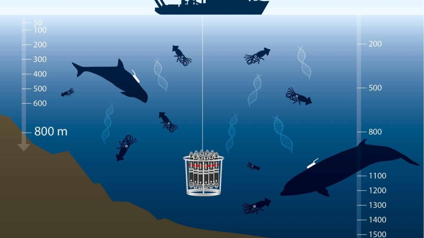 An illustration of a sperm whale using biosonar to track a giant squid in the deep "midnight zone" of the ocean.