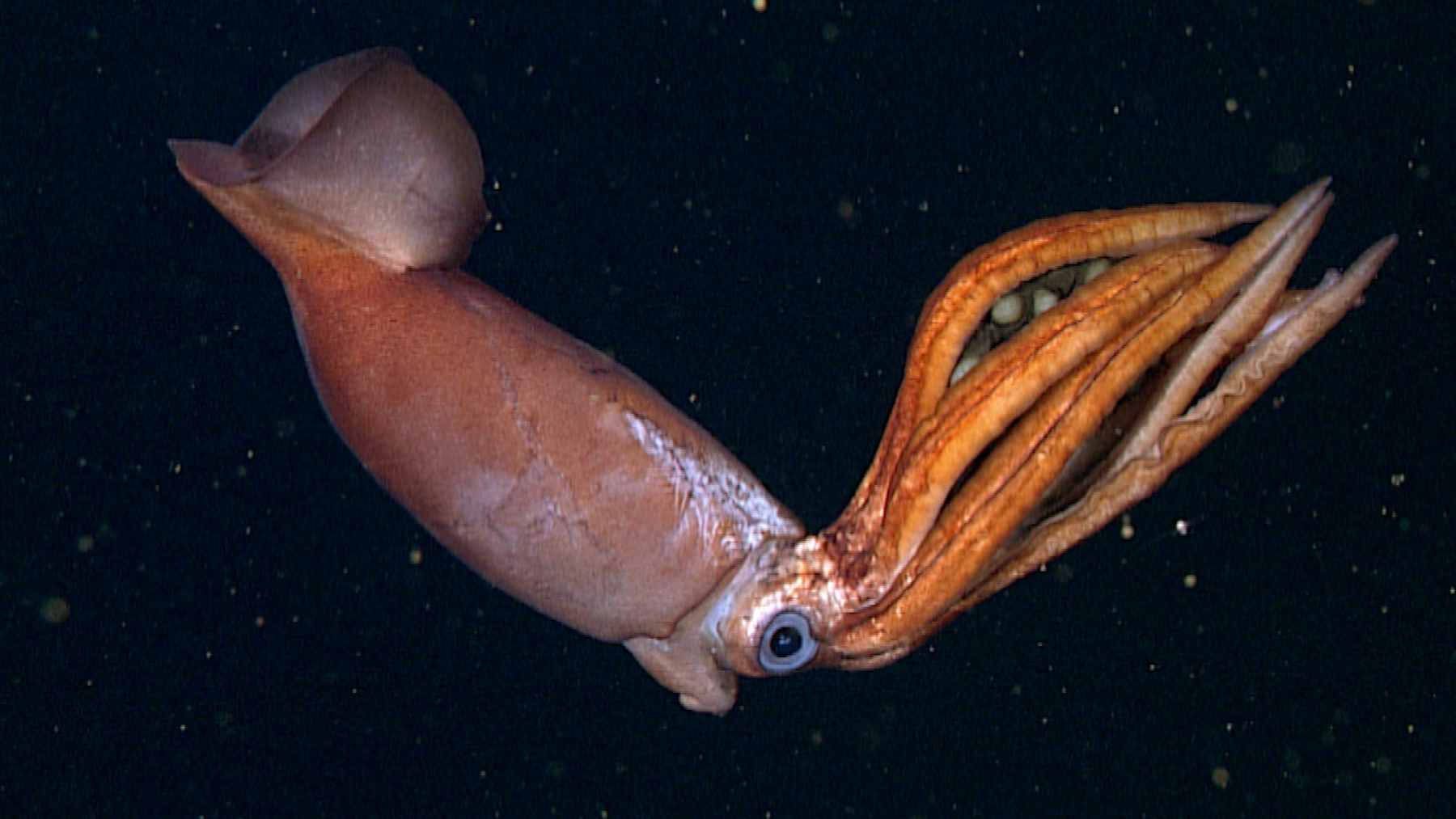 An illustration of a sperm whale using biosonar to track a giant squid in the deep "midnight zone" of the ocean.