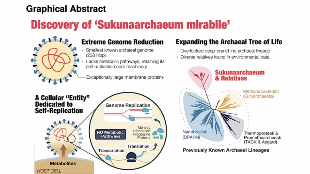 Graphical abstract showing the discovery of Candidatus Sukunaarchaeum mirabile, highlighting its 238 Kbp genome and host dependence.