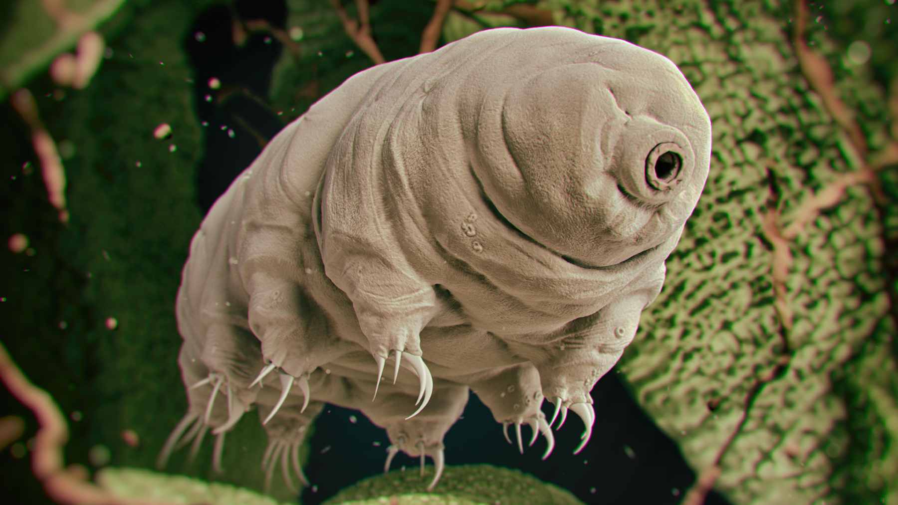 A high-resolution scanning electron microscope (SEM) image of a tardigrade, also known as a water bear, showing its eight legs and segmented body.