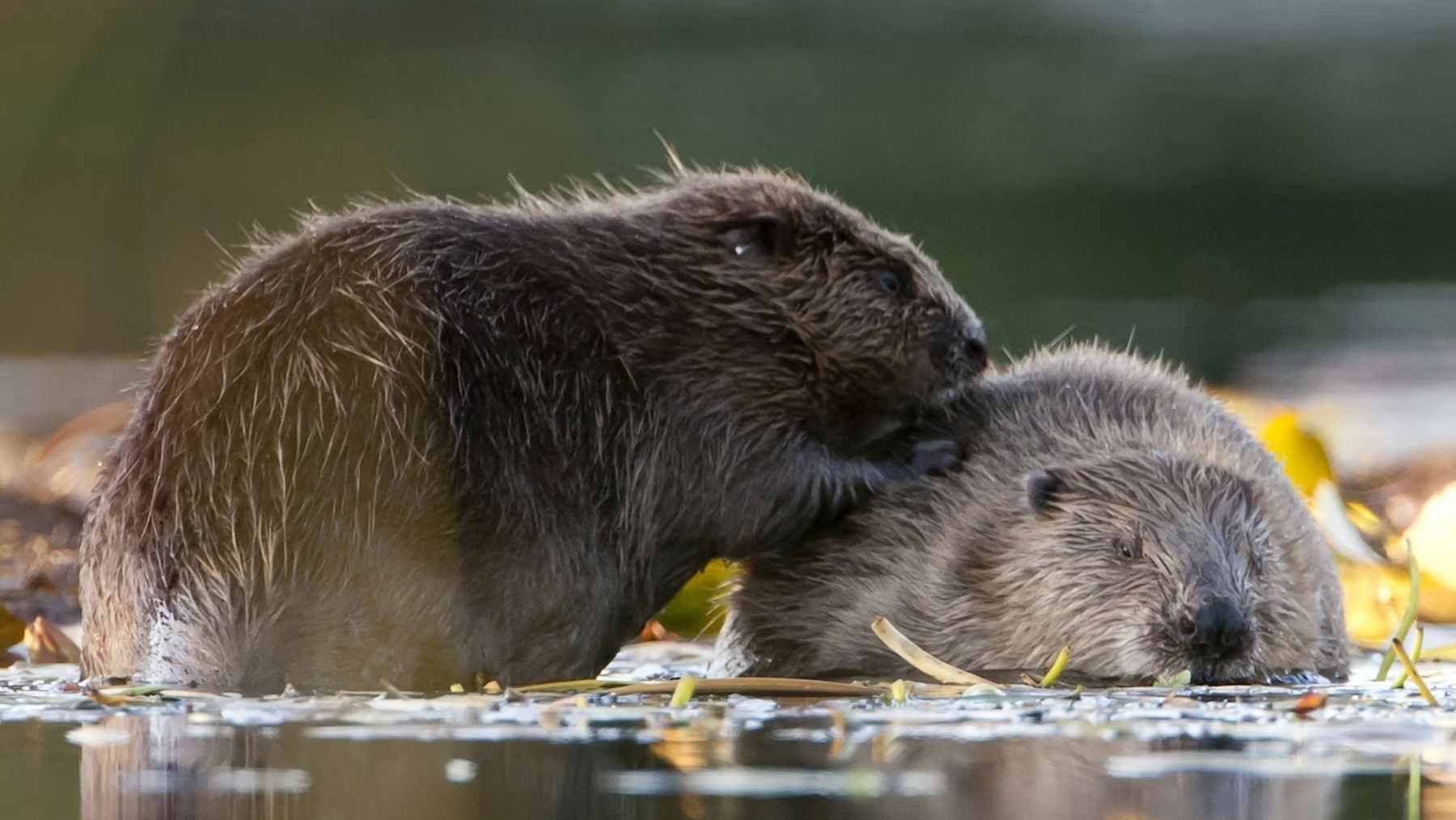 A wild beaver caught on a night-vision trail camera swimming in the Little Ouse River between Suffolk and Norfolk.