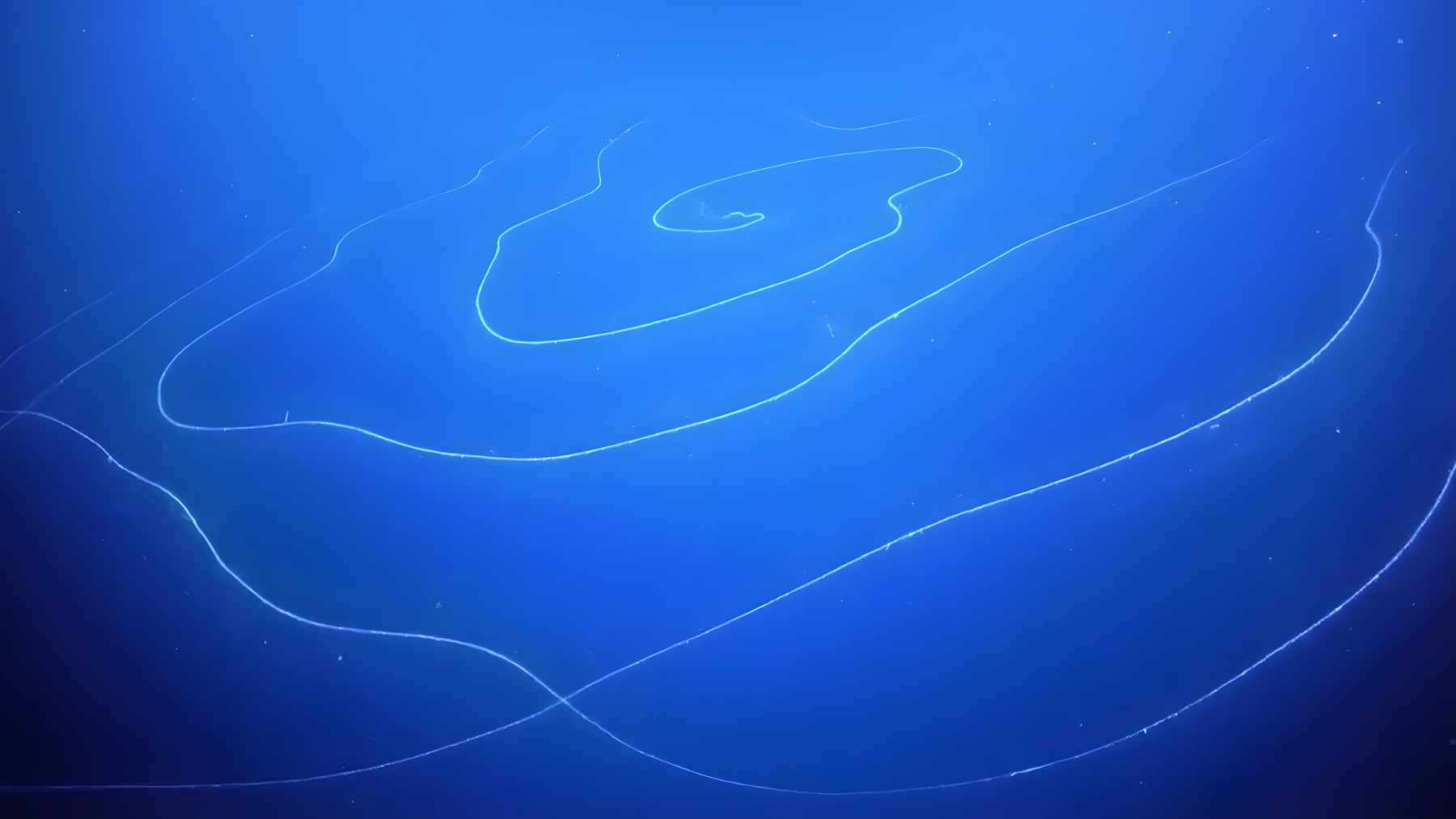 A long, coiled, translucent siphonophore colony drifting in the dark waters of the deep ocean off the Australian coast.
