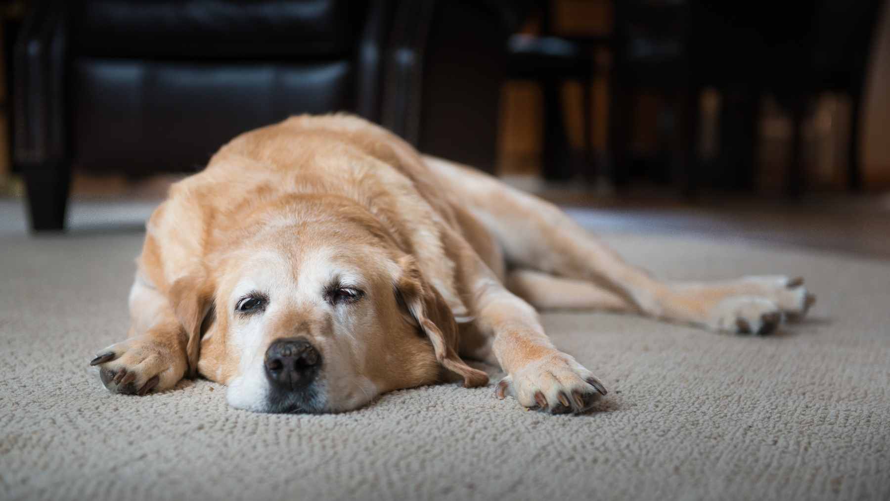 A senior Golden Retriever showing grey fur around the muzzle, illustrating the signs of aging in medium-to-large dog breeds.
