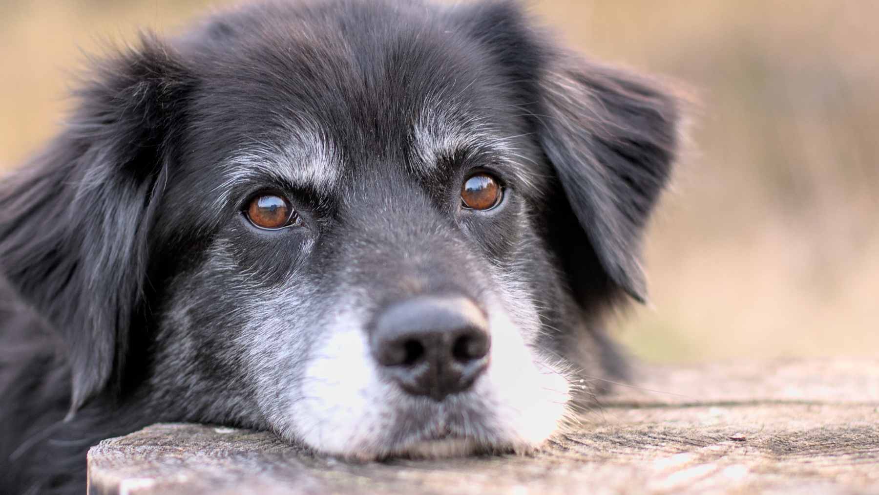 A senior Golden Retriever showing grey fur around the muzzle, illustrating the signs of aging in medium-to-large dog breeds.